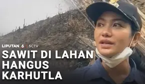 Sawit di Lahan Hangus Karhutla