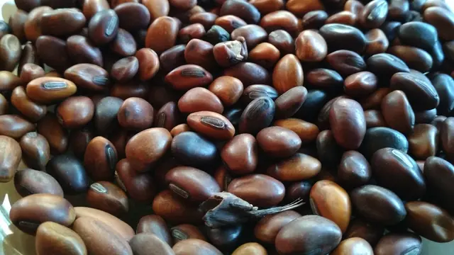 Salam Pagi