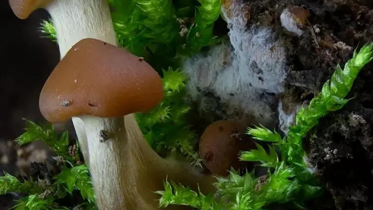 Galerina Marginata