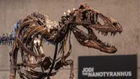 Fosil Nanotyrannus, Kerabat Kecil T-Rex Ini Bakal Dilelang di New York