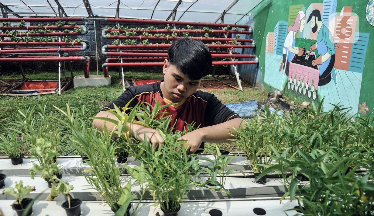 Anggota Karang Taruna RW 04 Kebon Baru saat melakukan perawatan sayuran yang ditanam dengan sistem hidroponik di Kebun Edukasi, Tebet, Jakarta Selatan, Selasa (19/7/2022). Selain budi daya sayuran, Kebun Edukasi yang dikelola oleh remaja karang taruna tersebut juga mengolah hasil panen menjadi produk ekonomis seperti dikirim ke pasar swalayan dan dijadikan makanan serta minuman. (merdeka.com/Iqbal S. Nugroho)
