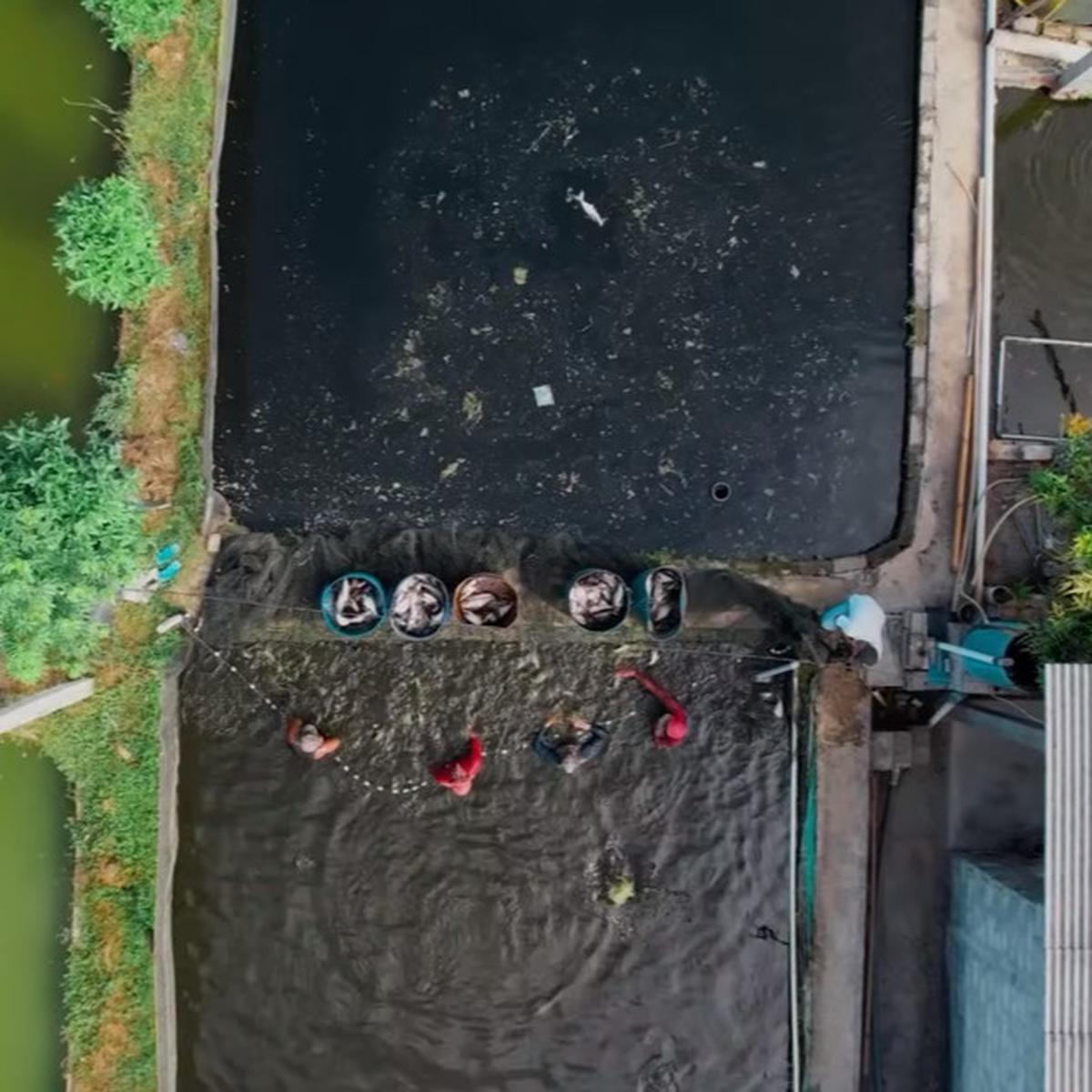 Budi daya ikan patin di Tulungagung
