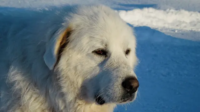 Great Pyrenees