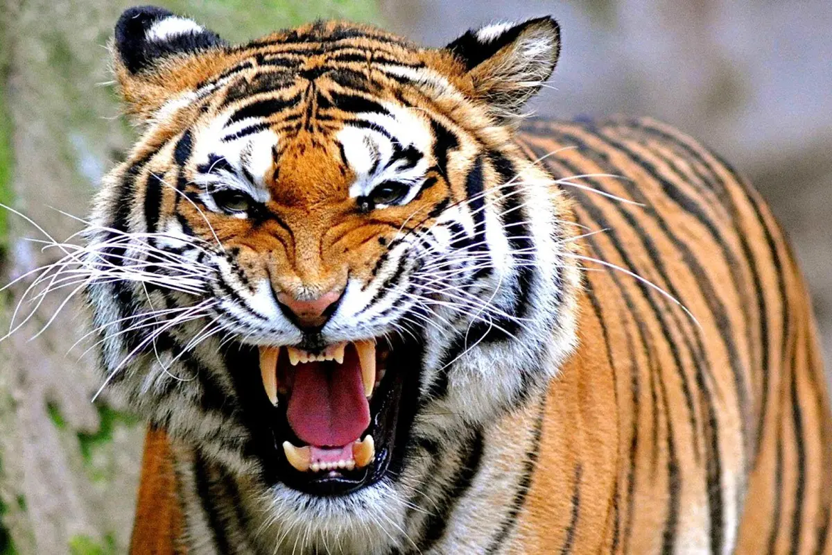 Biadab! Polisi Tembak dan Bagikan Daging Harimau Sumatera