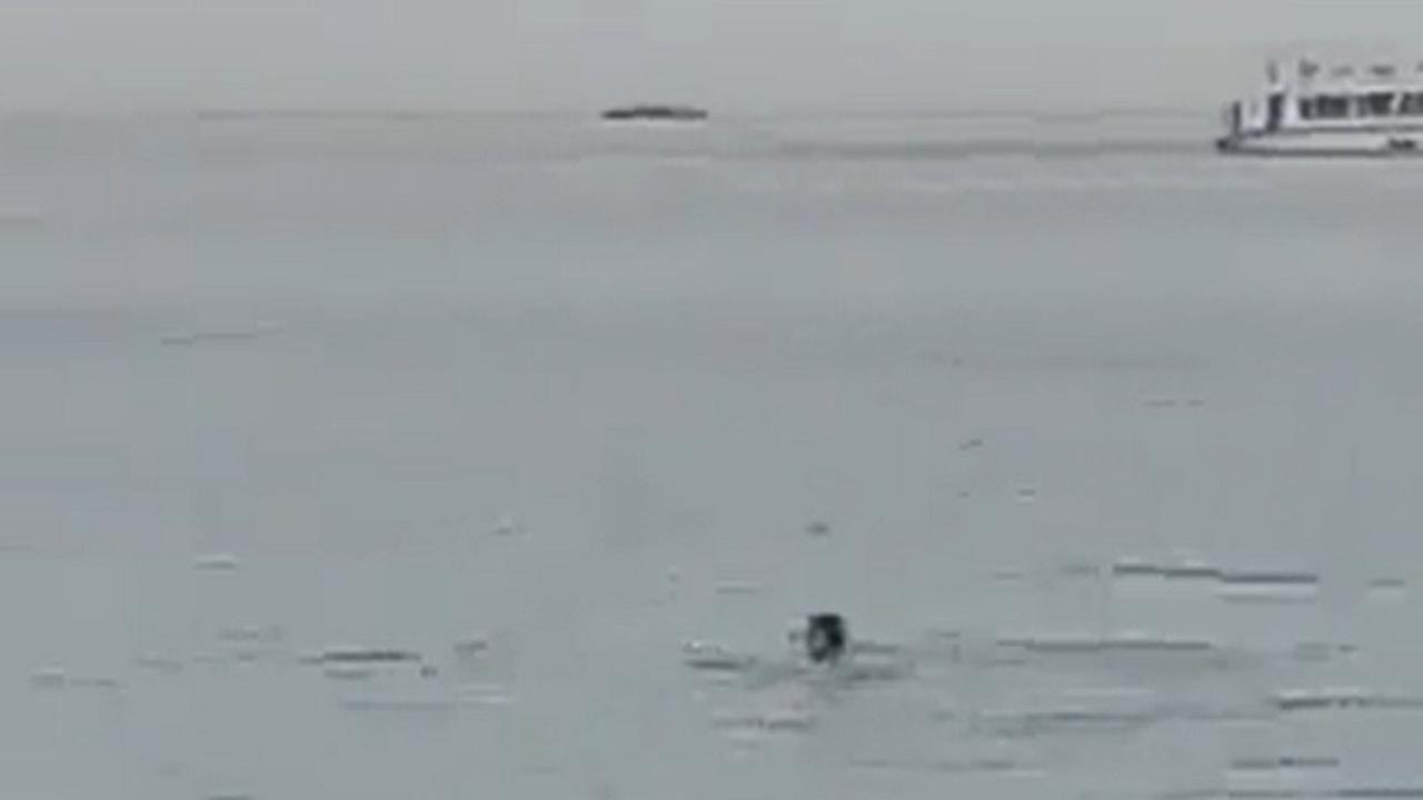 Pria Rusia diserang Hiu