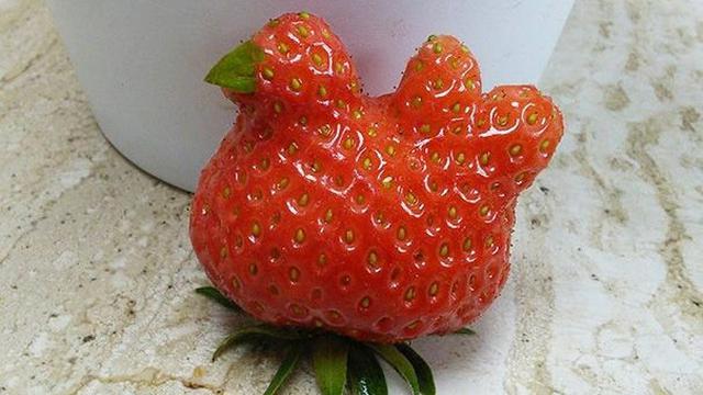 6 Bentuk Stroberi Ini Unik Banget, Bikin Terheran Heran