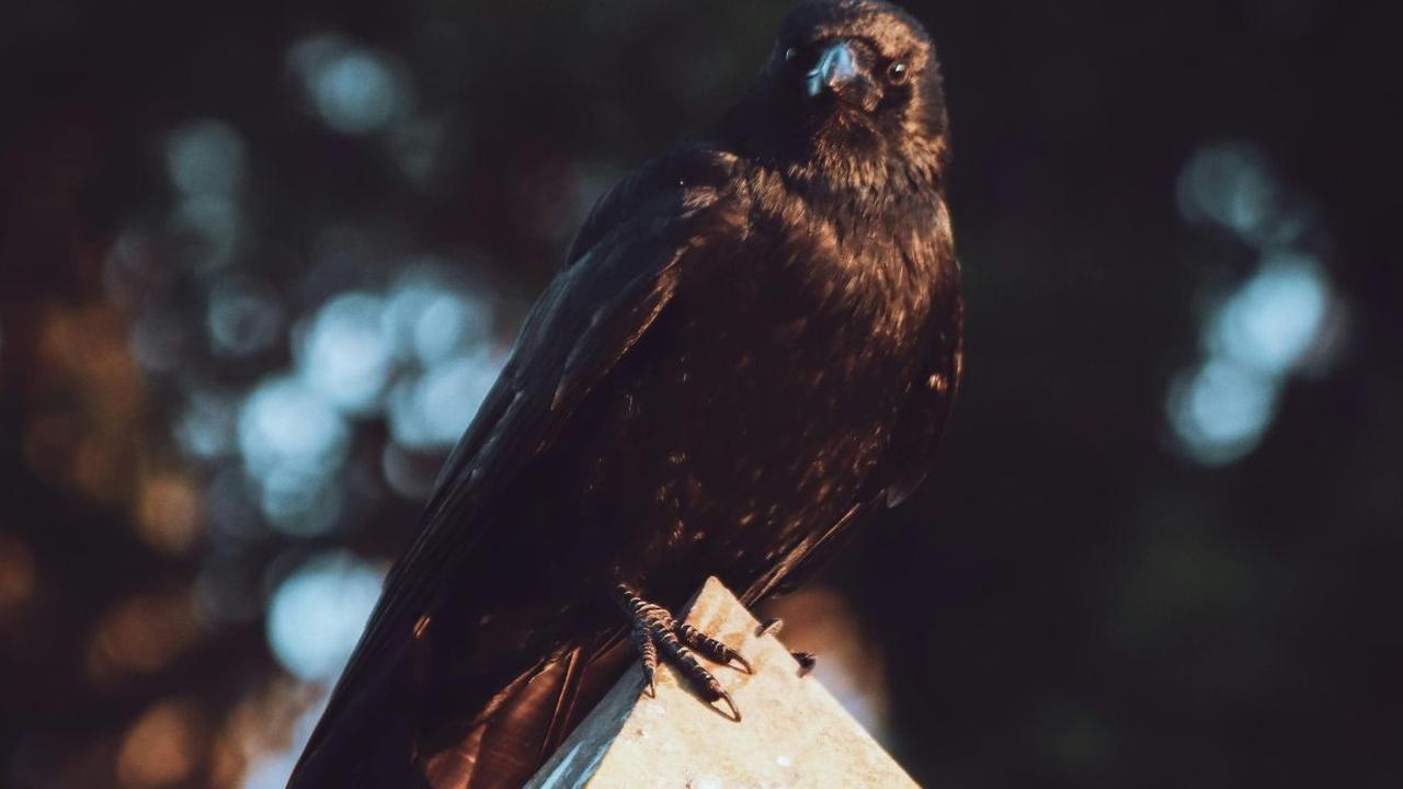 <b>Burung Ravens, Pembawa Kabar Kematian</b>