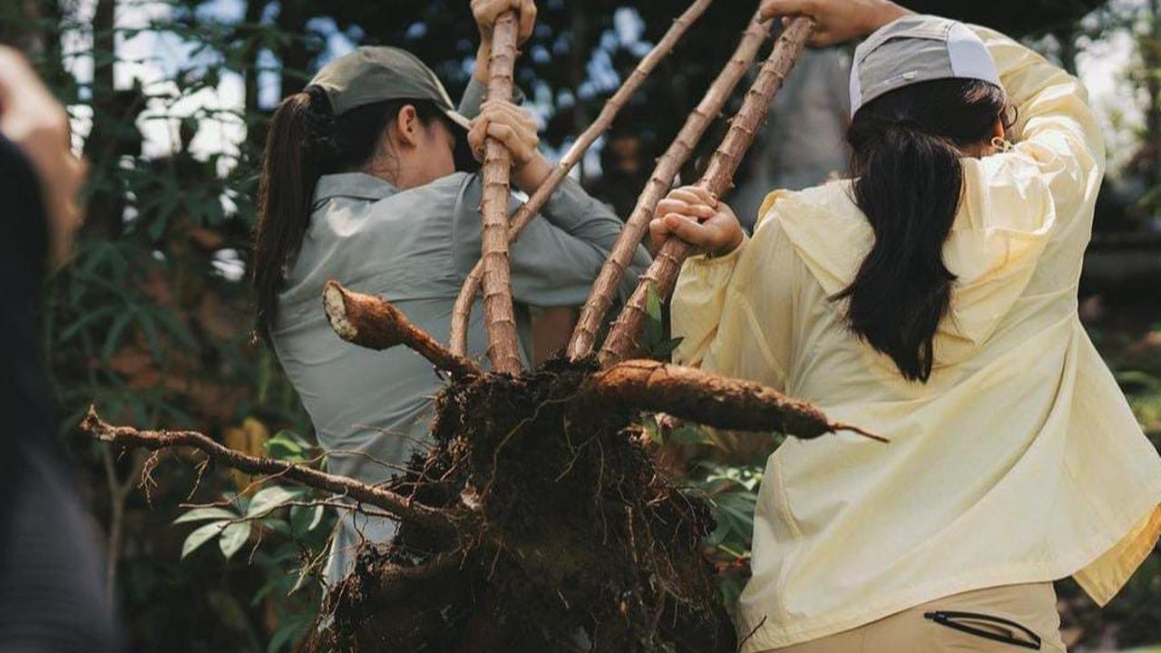 Jangan Gengsi Makan Singkong, Ini Manfaat Untuk Kesehatan Salah Satunya Menurunkan Darah Tinggi