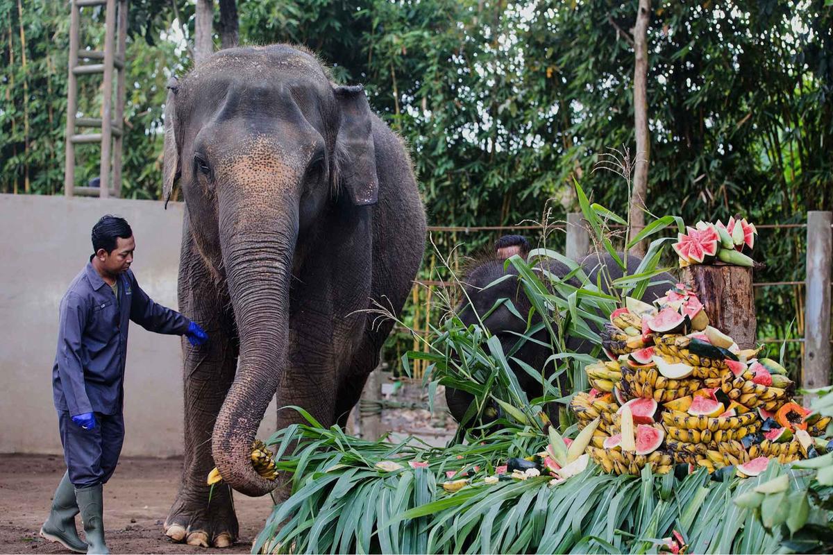 FOTO: Pesta Buah untuk Nurhayati dan Kama di Hari Gajah Sedunia