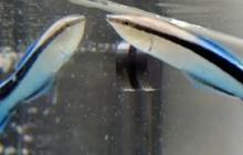 Berjasa Selamatkan Biota Laut, Ketahui Fakta Unik Tentang Dokter Ikan
