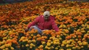 John Flores Martinez bekerja di ladang bunga cempasuchil di sebuah peternakan di Xochimilco, Mexico City, Rabu (19/10/2022). Cempasuchil atau bunga marigold ini dipercaya bisa menuntun roh-roh untuk menuju ke ofrenda atau altar karena warnanya yang terang. (AP Photo/Marco Ugarte)