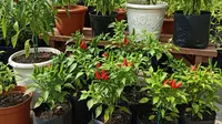 Tips Sukses Cara Menanam Cabe Rawit di Pot &amp; Polybag untuk Pemula agar Panen Melimpah