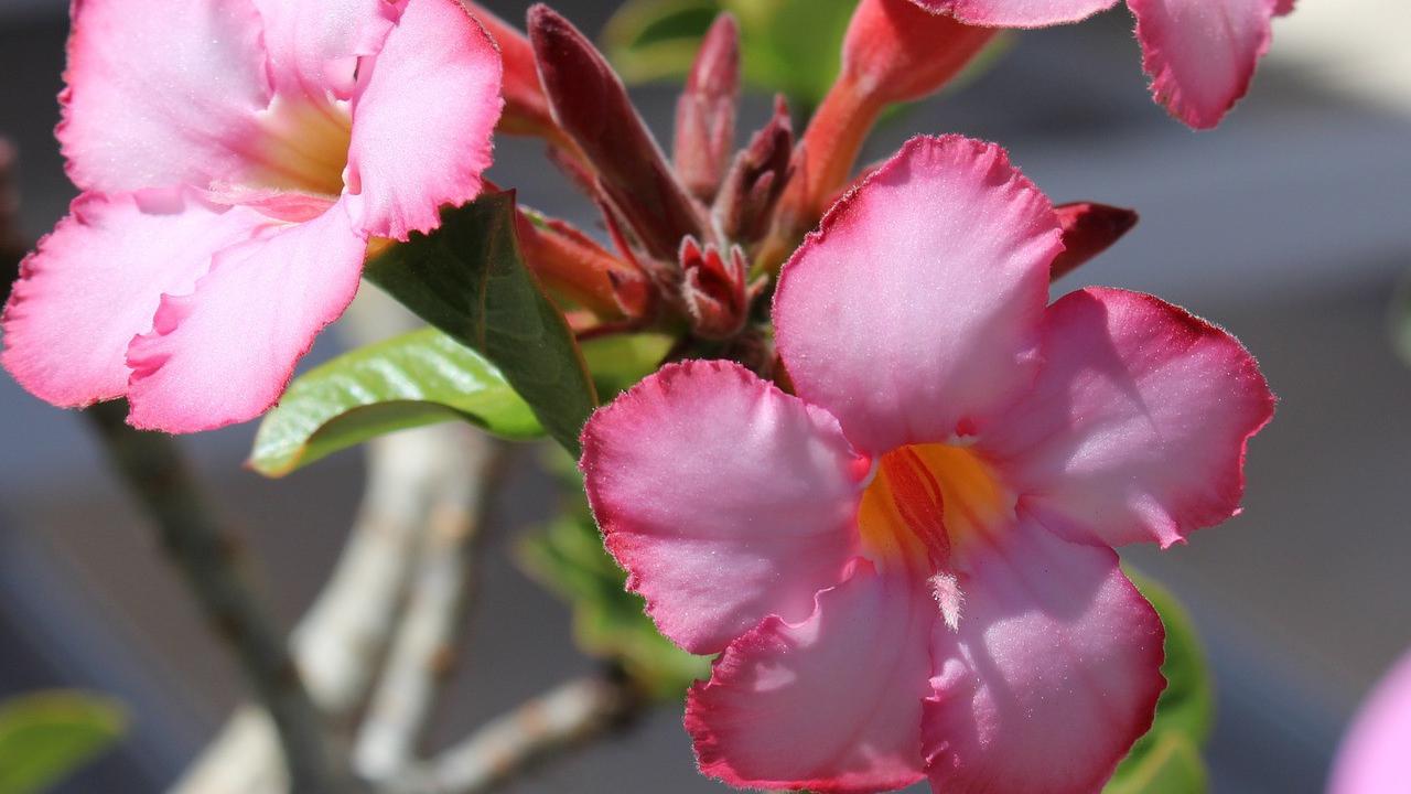 Adenium