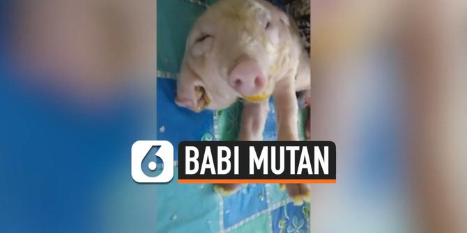VIDEO: Babi 'Mutan' Berkepala 2 dan Bermata 3 Gegerkan Warga Filipina
