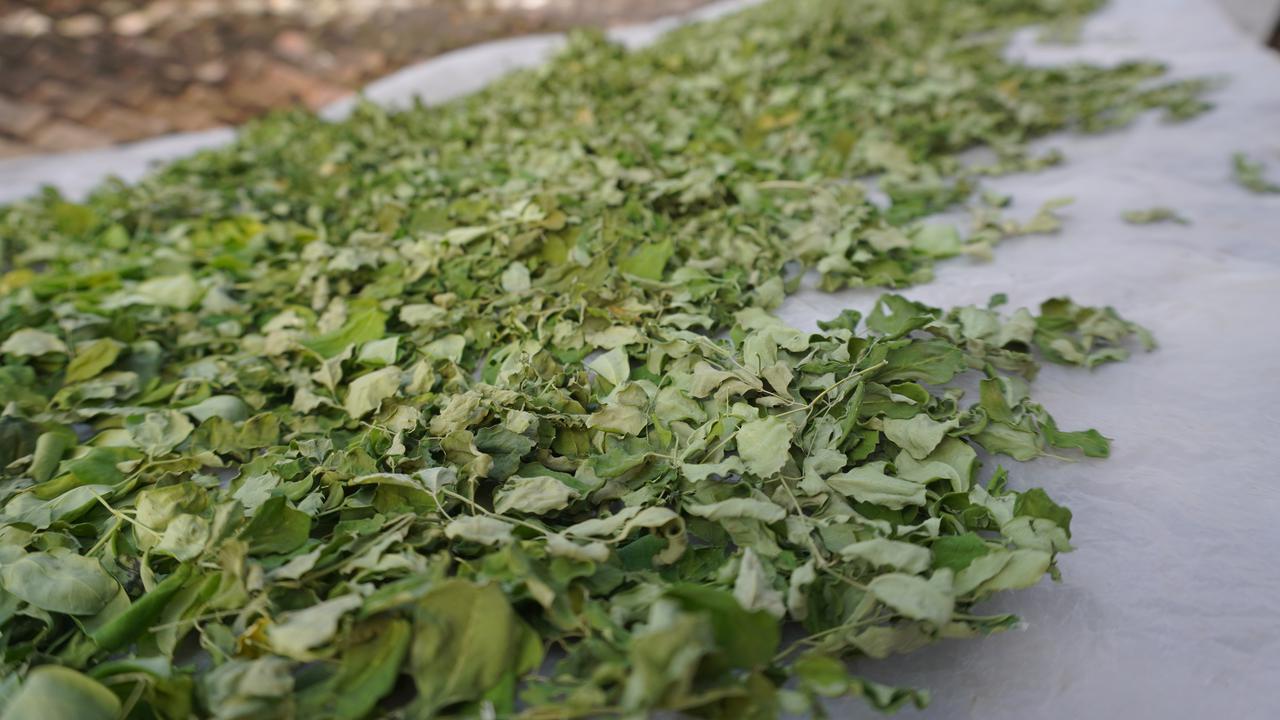 Kelor yang akan diolah di Kelorida, dikeringkan di tempat yang teduh.