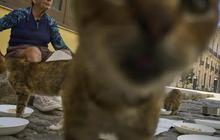 Krisis di Kuba Bikin Pecinta Hewan Kesulitan Penuhi Pakan Kucing dan Anjing Jalanan