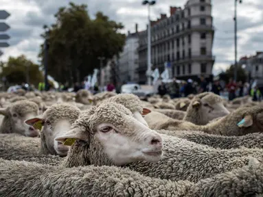 Ratusan domba saat diajak para peternak dalam aksi unjuk rasa menentang kebijakan 'Plan Loup' di Kota Lyon, Prancis, (9/10). Aksi peternak tersebut untuk menentang program perlindungan serigala. (AP Photo / Laurent Cipriani)