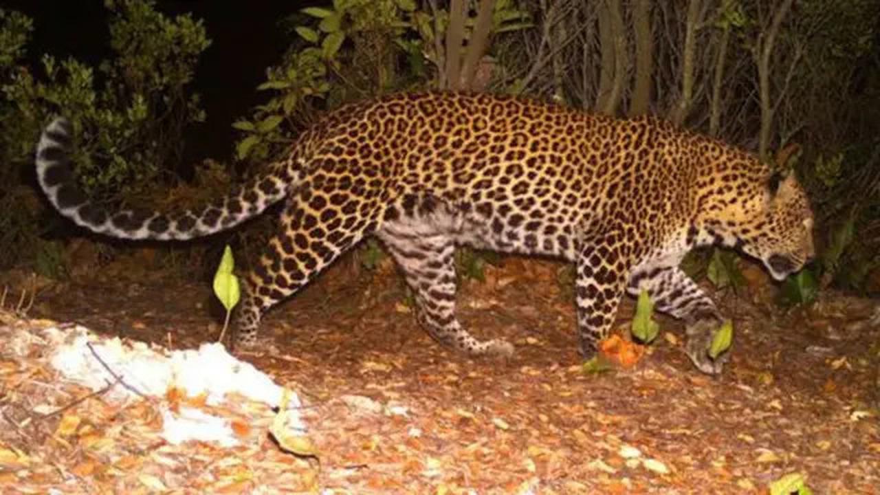 Drama 3 Jam Penangkapan Macan Tutul Masuk Hotel di Bandung