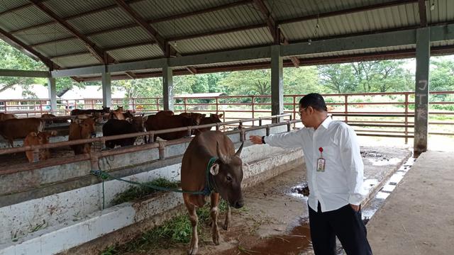 Persiapan RPH Kota Kendari menjelang Idul Adha 1443 Hijriah.(Liputan6.com.Ahmad Akbar Fua)