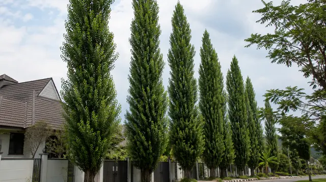 5 Tanaman yang Bisa Merusak Kualitas Rumah, Berpotensi Menurunkan Nilai Properti