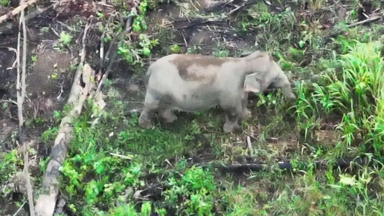 Gajah Sumatera di Bentang Alam Seblat Kini Dimonitor dengan Drone Thermal