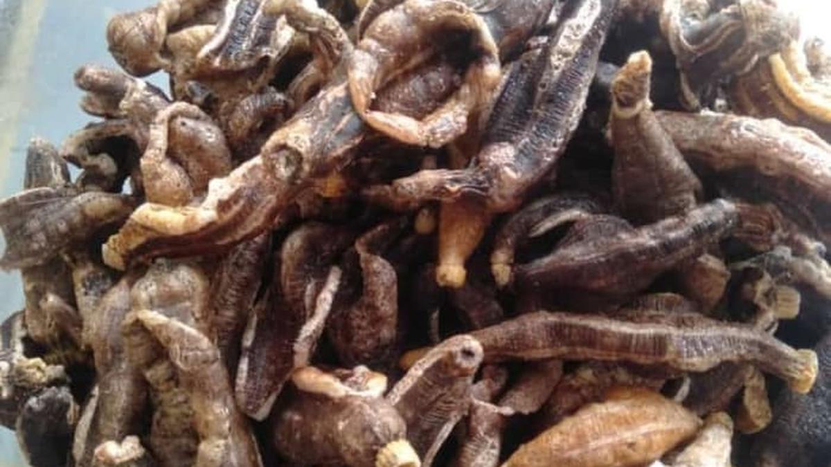 Menikmati Renyahnya Keripik Teripang, Camilan dari Dasar Laut yang Jadi Primadona di Gresik