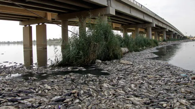 Ikan Mati di sungai Irak
