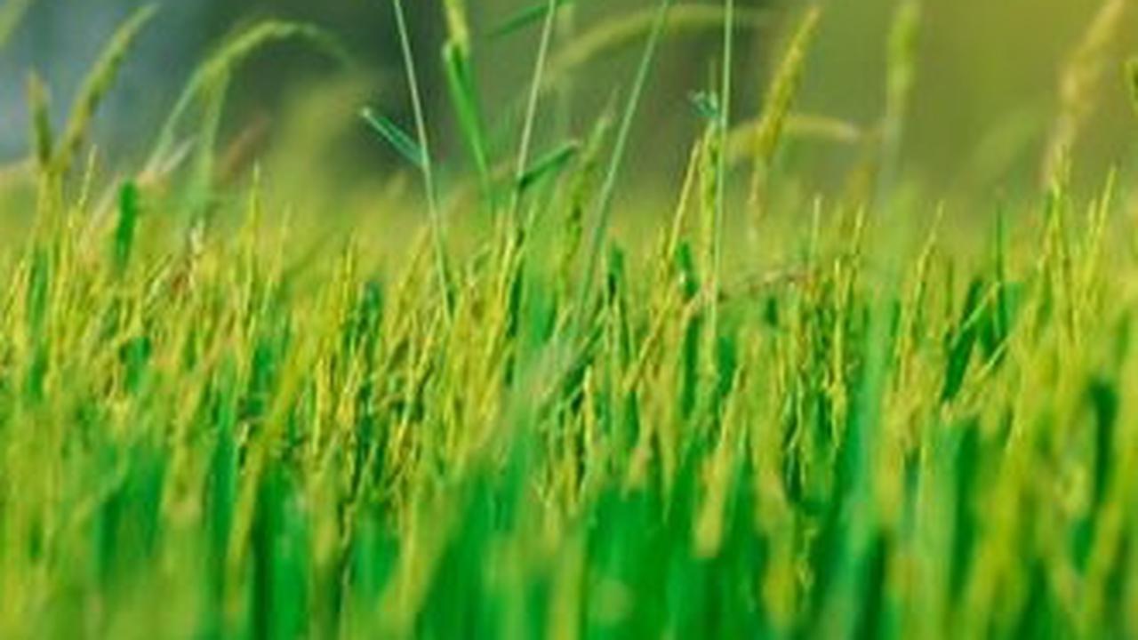 Respons Mentan Amran Usai Program Food Estate Disebut Proyek Gagal Pemerintah