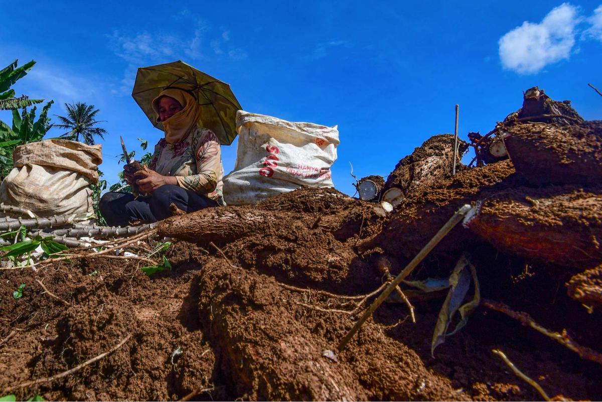 Petani menjerit harga singkong anjlok