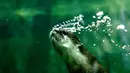 Seekor berang-berang cakar kecil Asia terlihat menyelam di bawah air di Kebun Binatang Shanghai di Shanghai, China timur, pada 10 Juni 2020. Berang-berang yang paling kecil ukurannya di dunia tersebut statusnya menurut IUCN adalah Vulnerable atau rentan terancam punah.  (Xinhua/Zhang Jiansong)