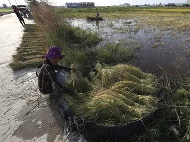 Seorang petani mengumpulkan seikat batang padi untuk dikeringkan di trotoar selama musim panen di desa Svay Bork di luar Phnom Penh, Kamboja, Selasa (3/11/2020). Petani Kamboja mulai memanen padi setelah musim hujan. (AP Photo/Heng Sinith)