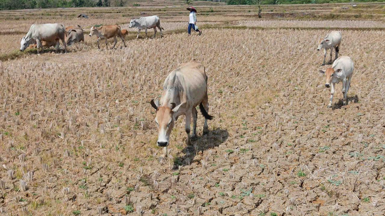 Kekeringan Ekstrem Sebabkan Sawah di Jonggol Mengering