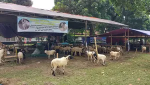Lapak Putri Kembar Farm yang menjajakan hewan kurban di Bursa Hewan Qurban (BHQ), Kota Bogor, Jawa Barat. (Foto: Liputan6.com/Arief RH)