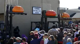 Tiga labu raksasa diikutkan pada perlombaan tahunan Safeway World Championship Pumpkin Weigh-Off yang ke-42 di Half Moon Bay, California, Senin (12/10/2015). Acara tahunan tersebut memperlombakan hasil panen berupa labu raksasa. (REUTERS/Stephen Lam)