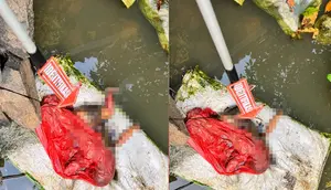 Usai Cabut Singkong, Buruh di Lampung Temukan Bayi