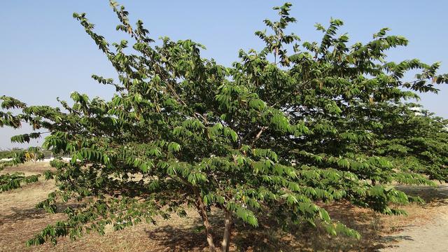 Ilustrasi pohon kersen