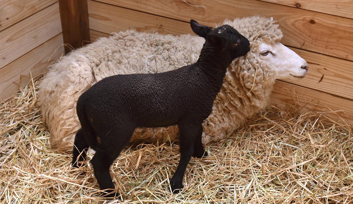 5000 Gambar Domba Hitam  Putih Terbaik Gambar ID