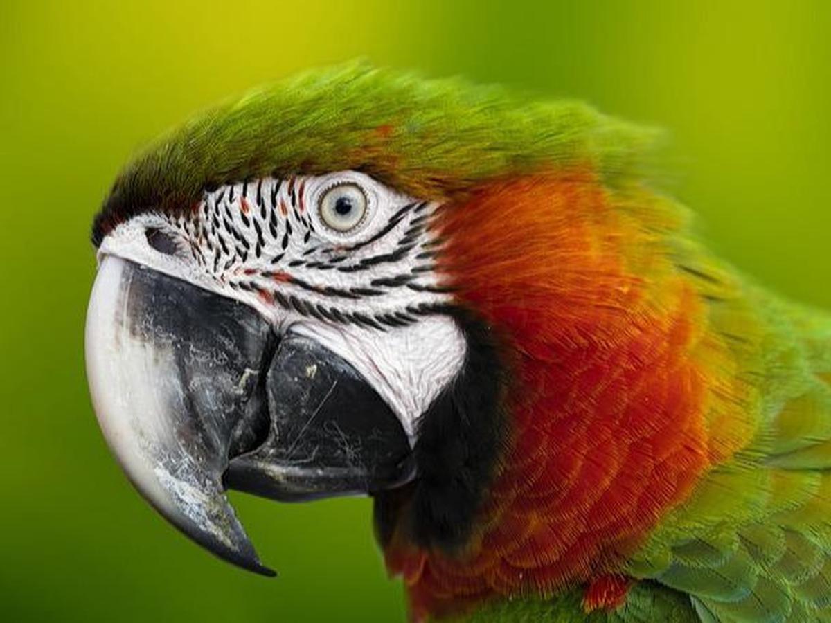 Burung Terakhir dengan Gigi