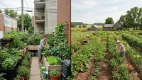 Rumah Perkotaan vs Pedesaan: Edible Garden Mana yang Lebih Cocok?