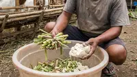 7 Racikan Pakan Kambing Agar Cepat Gemuk, Naik Cepat dan Sehat