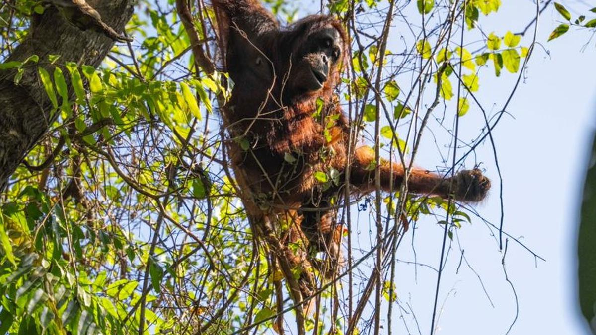 Kisah Induk dan Anak Orang Utan Kalimantan Pulang ke Hutan