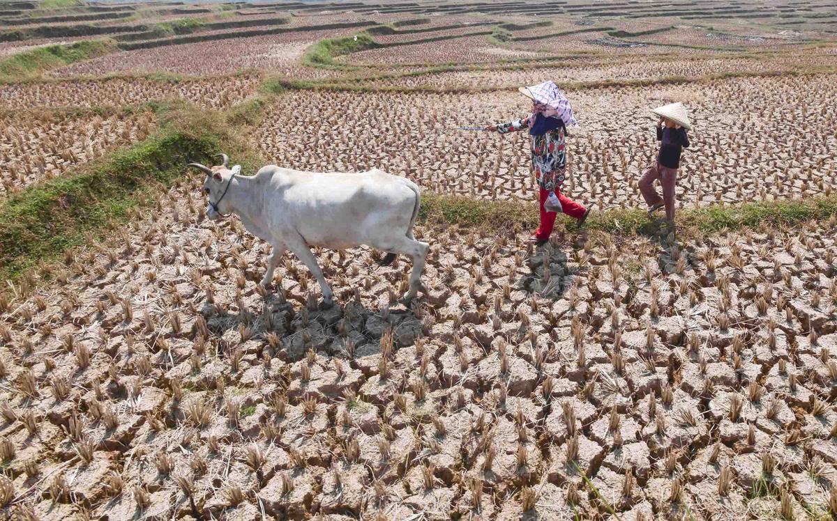 Kekeringan Ekstrem Sebabkan Sawah di Jonggol Mengering