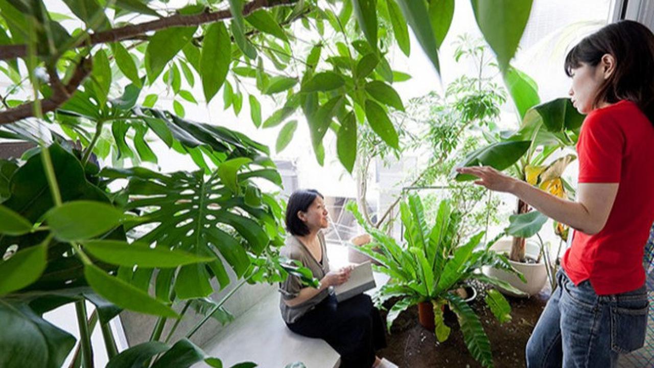 Rekomendasi Pohon untuk Taman Rumah, Bikin Hunian Jadi Teduh