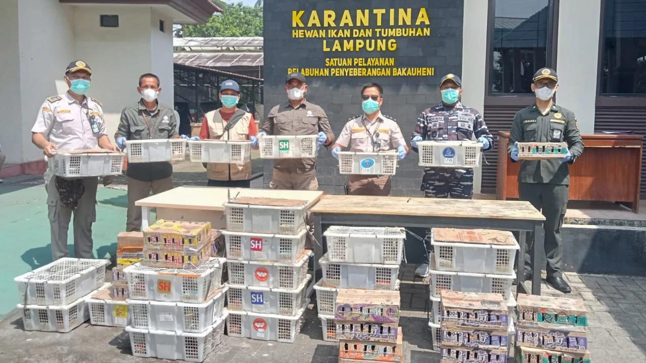 FOTO: TNI AL Gagalkan Penyelundupan Ratusan Burung Ilegal di Bakauheni