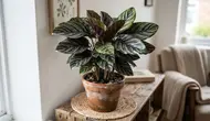 10 Tanaman dengan Daun Bermotif untuk Hiasan Ruangan, Coraknya Percantik Sudut Ruang