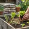 Cara Menanam Sayur Organik di Rumah untuk Pemula, Panen Segar Bebas Bahan Kimia