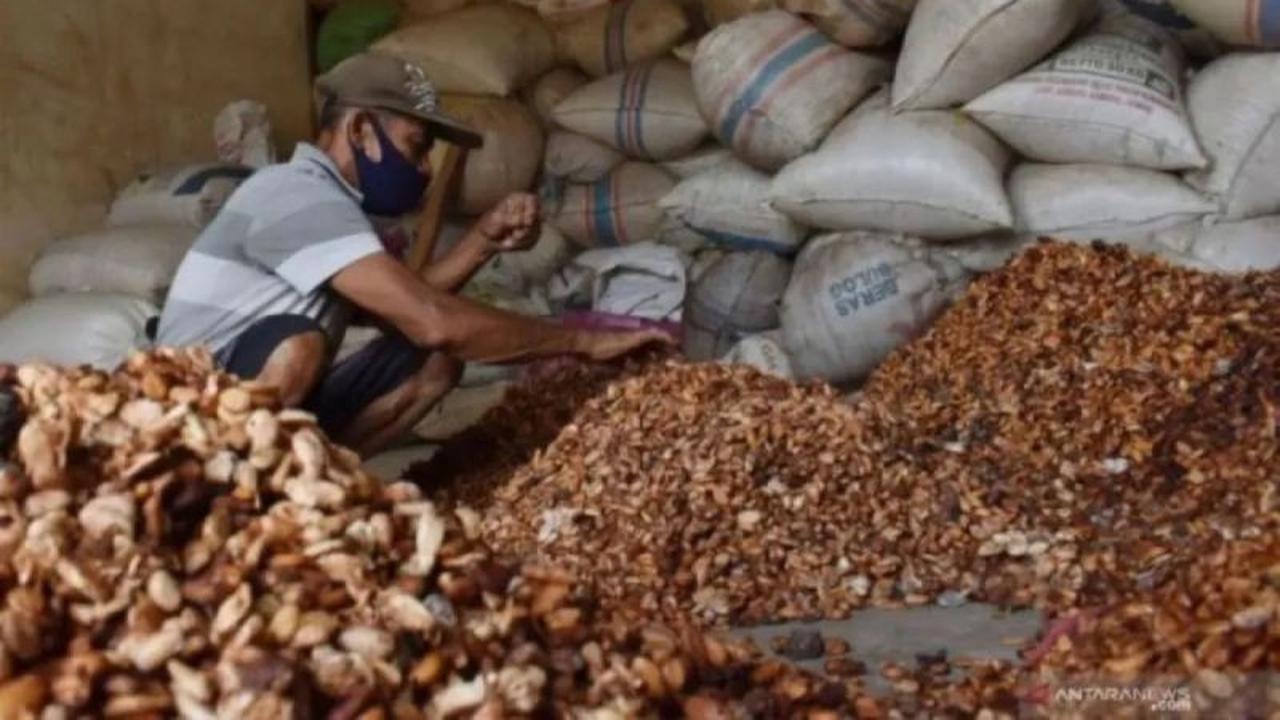 Harga Referensi Biji Kakao Anjlok 29 Persen, Kemendag Ungkap Penyebabnya