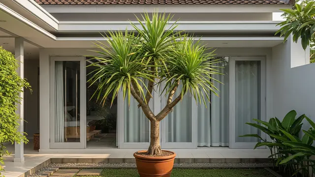 Jenis Tanaman Pot Luar Rumah yang Mudah Dirawat