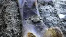 Tulang paha dinosaurus raksasa Sauropoda yang ditemukan awal minggu lalu di sebuah situs penggalian di barat daya Prancis, 24 Juli 2019. Tulang paha dengan dengan panjang dua meter dan berat 500 kg ini dianggap milik dinosaurus herbivora terbesar dari periode Jurassic Sauropod. (GEORGES GOBET/AFP)