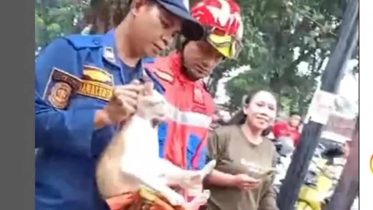 Suka Menggigit dan Cakar Warga, Kucing Oyen yang Ganas Akhirnya Ditangkap Petugas Damkar Bogor